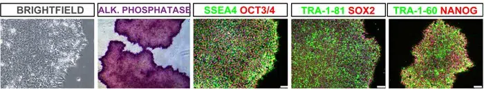 Biomanufacturing Immunocytochemistry Markers